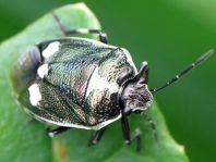 Kohlwanze, Eurydema oleracea