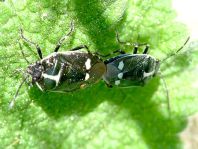 Kohlwanze, Eurydema oleracea