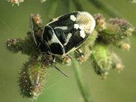 Kohlwanze, Eurydema oleracea
