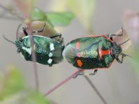 Kohlwanze, Eurydema oleracea