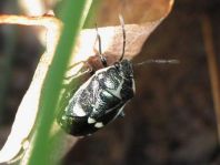 Kohlwanze, Eurydema oleracea