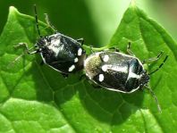 Kohlwanze, Eurydema oleracea
