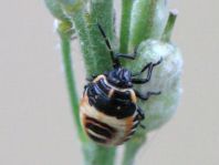 Eurydema, Larve