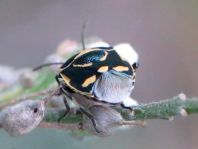 Kohlwanze, Eurydema oleracea
