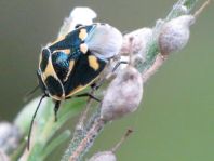 Kohlwanze, Eurydema oleracea