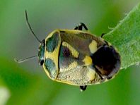 Kohlwanze, Eurydema oleracea