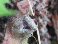 Eysarcoris venustissimus, Dunkler Dickwanst