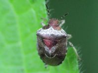 Eysarcoris venustissimus, Dunkler Dickwanst