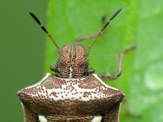Eysarcoris aeneus
