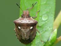 Eysarcoris aeneus