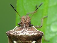 Eysarcoris aeneus