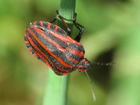 Streifenwanze, Graphosoma lineatum