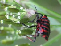 Streifenwanze, Graphosoma lineatum