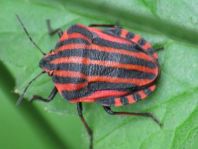 Streifenwanze, Graphosoma lineatum