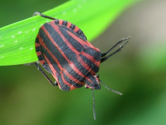 Streifenwanze, Graphosoma lineatum