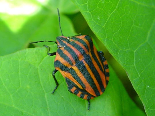 Streifenwanze, Graphosoma lineatum