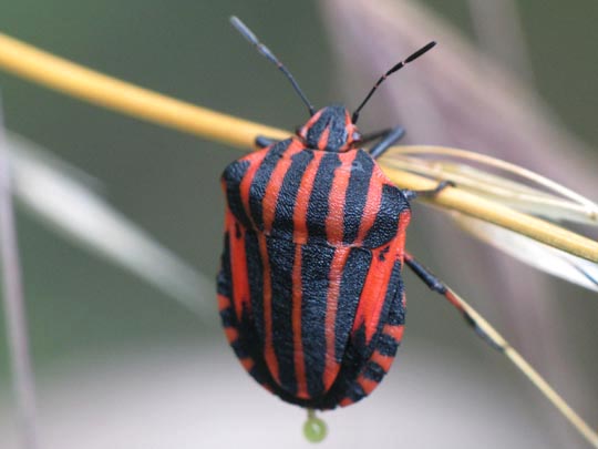 Streifenwanze, Graphosoma lineatum