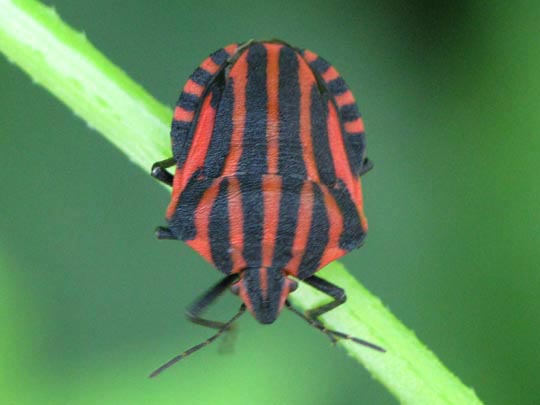 Streifenwanze, Graphosoma lineatum