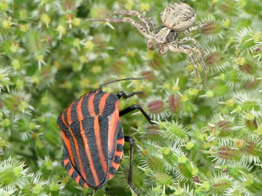 Streifenwanze, Graphosoma lineatum
