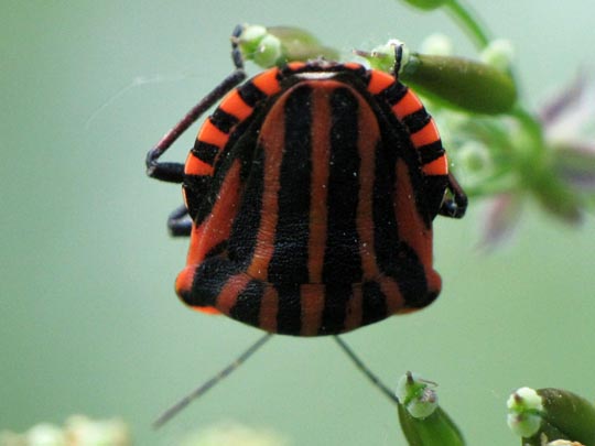 Streifenwanze, Graphosoma lineatum