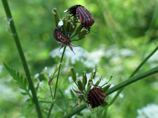 Streifenwanze, Graphosoma lineatum