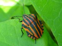 Streifenwanze, Graphosoma lineatum