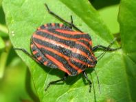 Streifenwanze, Graphosoma lineatum, Larve