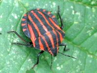 Streifenwanze, Graphosoma lineatum