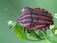 Streifenwanze, Graphosoma lineatum