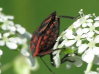 Streifenwanze, Graphosoma lineatum