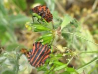 Streifenwanze, Graphosoma lineatum