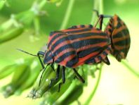 Streifenwanze, Graphosoma lineatum
