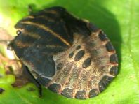 Streifenwanze, Graphosoma lineatum