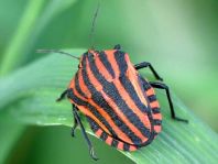 Streifenwanze, Graphosoma lineatum