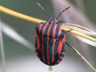 Streifenwanze, Graphosoma lineatum