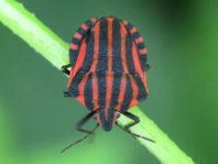 Streifenwanze, Graphosoma lineatum