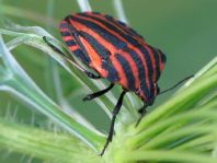 Streifenwanze, Graphosoma lineatum