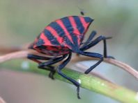 Streifenwanze, Graphosoma lineatum