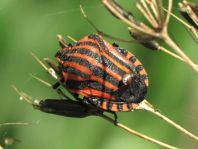 Streifenwanze, Graphosoma lineatum