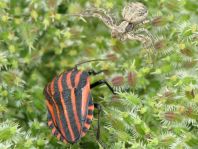 Streifenwanze, Graphosoma lineatum