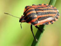 Streifenwanze, Graphosoma lineatum