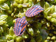 Streifenwanze, Graphosoma lineatum