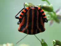 Streifenwanze, Graphosoma lineatum