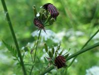 Streifenwanze, Graphosoma lineatum
