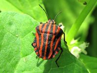 Streifenwanze, Graphosoma lineatum