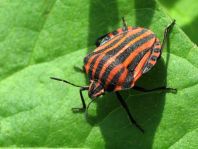 Streifenwanze, Graphosoma lineatum