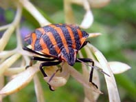 Streifenwanze, Graphosoma lineatum
