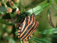 Streifenwanze, Graphosoma lineatum