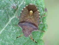 Peribalus vernalis