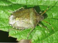 Peribalus vernalis